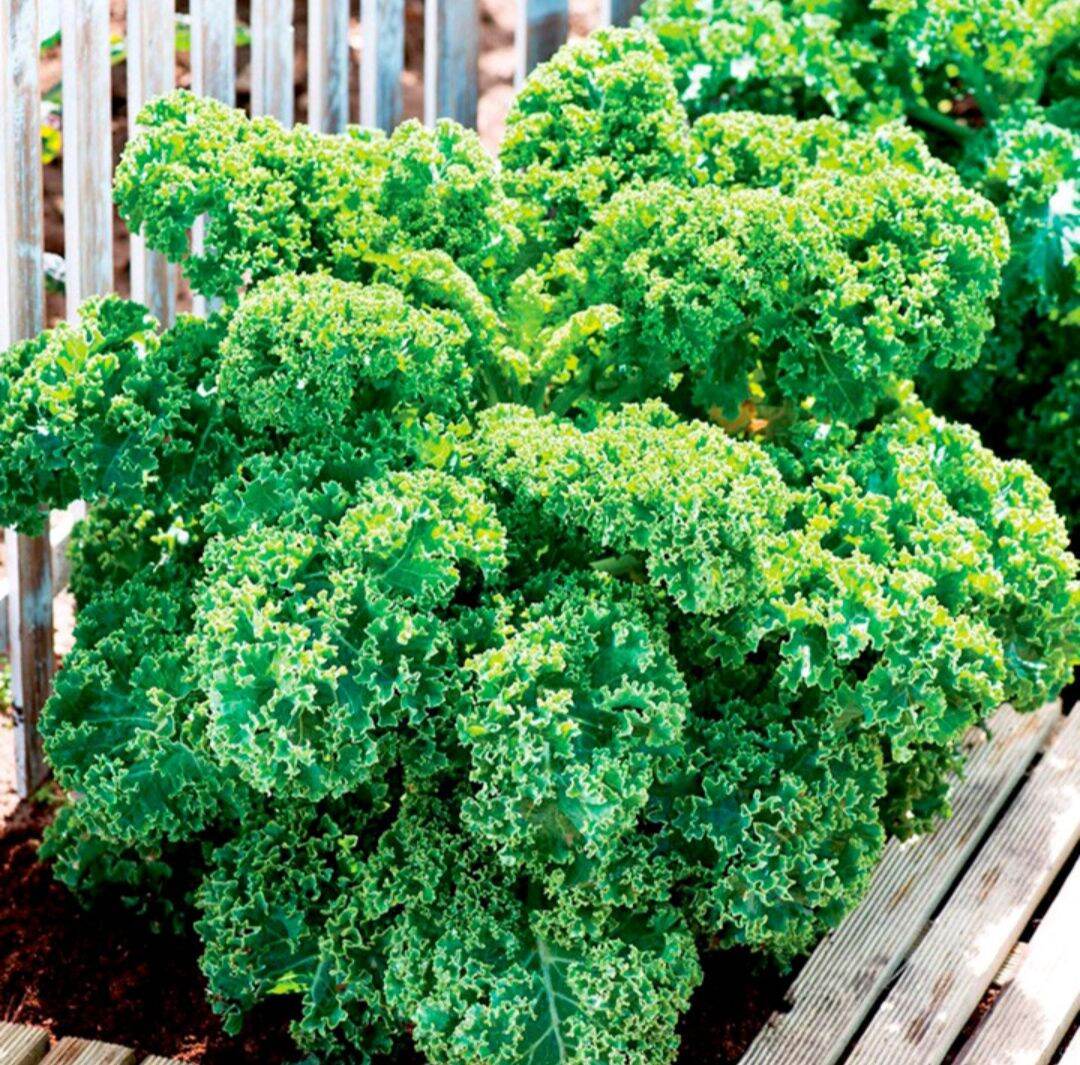 Hạt giống cải xoăn kale dễ trồng, năng suất cao gói 2g