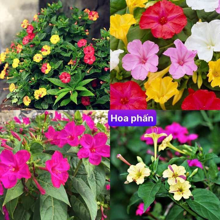 Gói hạt giống cây hoa hồng Phấn tuyệt đẹp