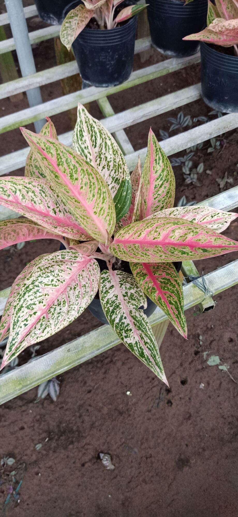 cây thịnh vượng( cây có thể trồng được trong nước, 1 chậu từ 2 đến 3 thân)- cây kiểng làng hoa sa đéc