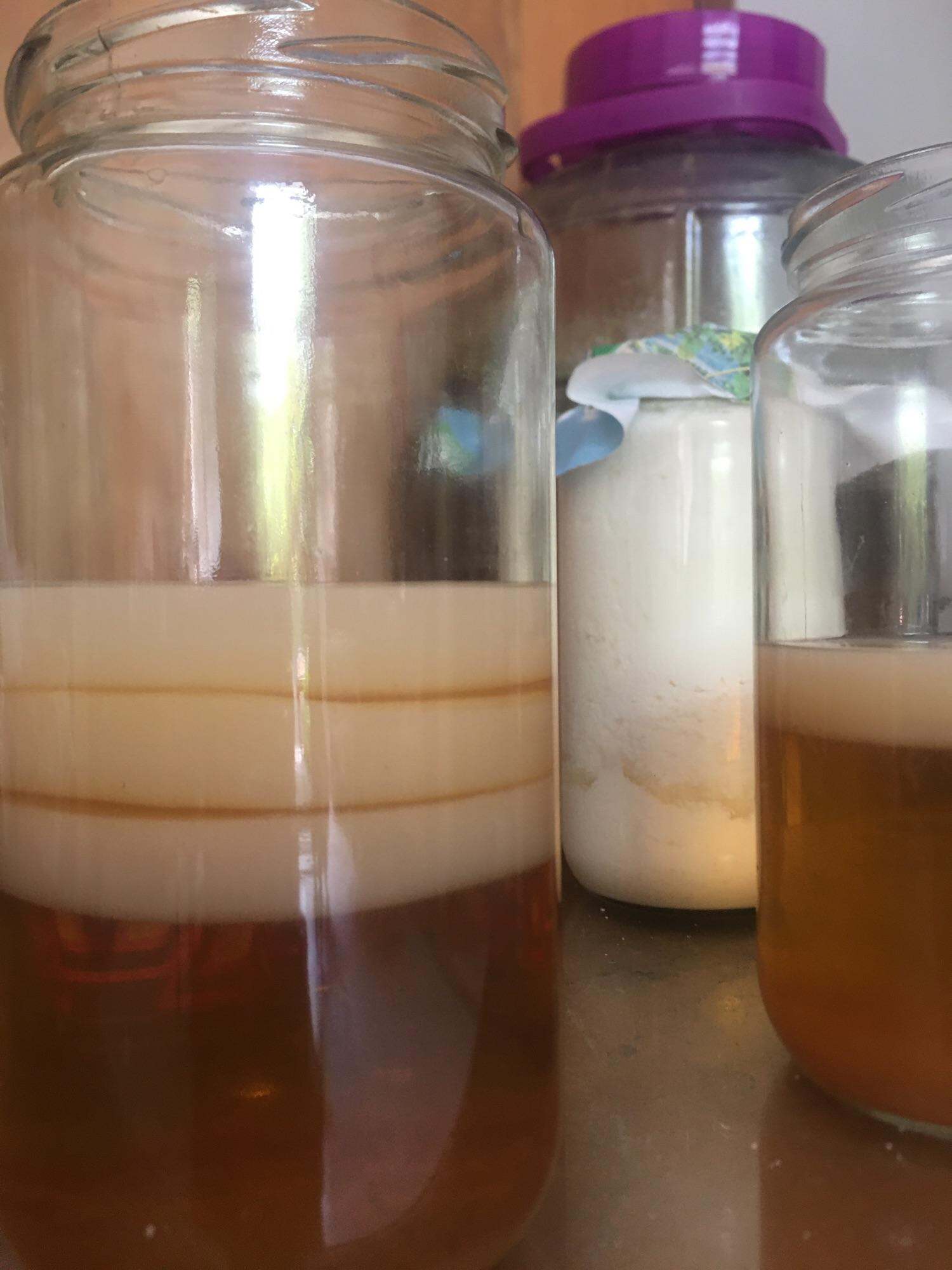 Scoby làm trà kombucha
