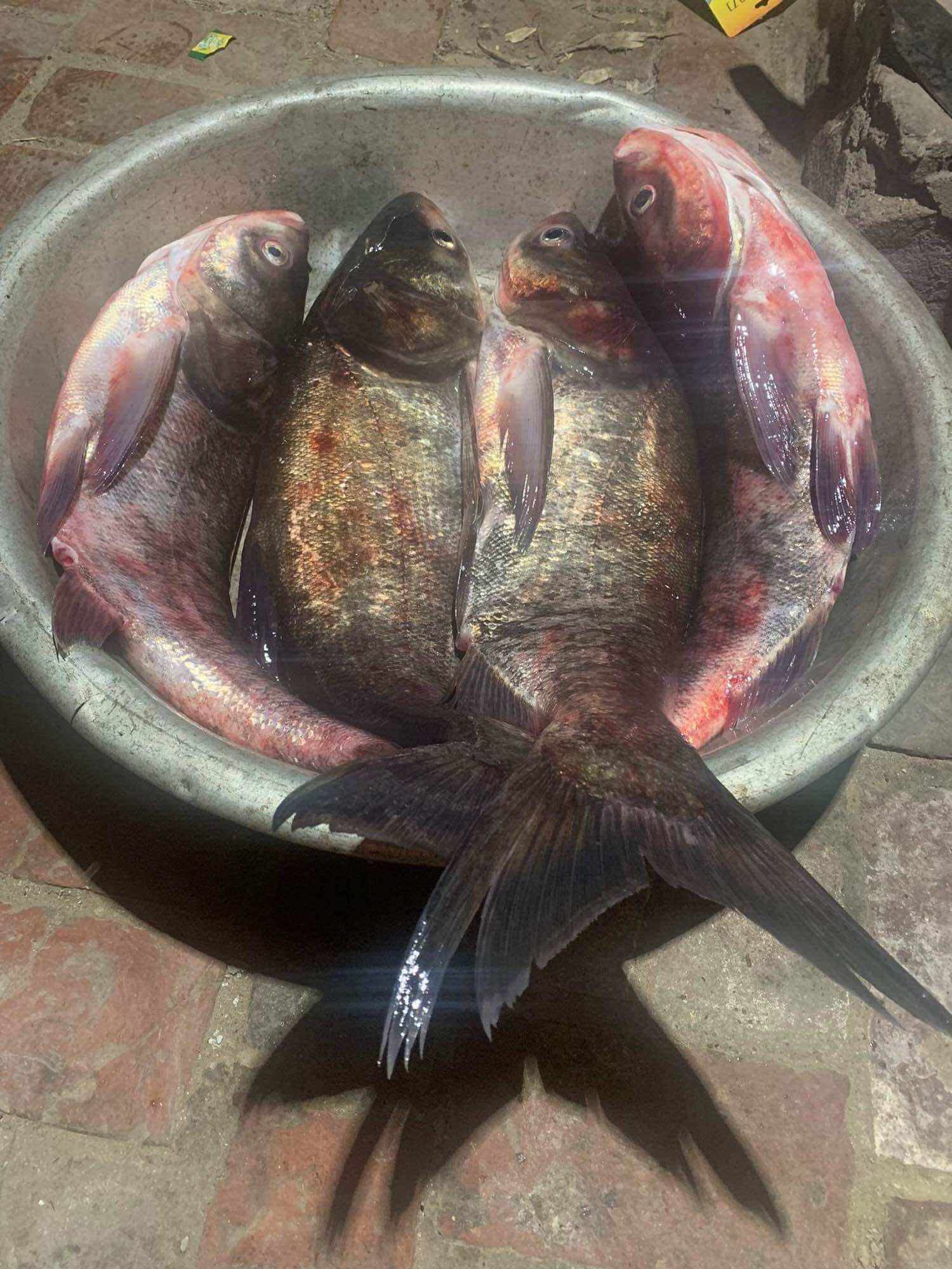 Mồi gạch câu cá mè