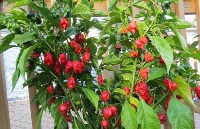 HẠT ỚT SIÊU CAY RED HABANERO gói 5 hạt
