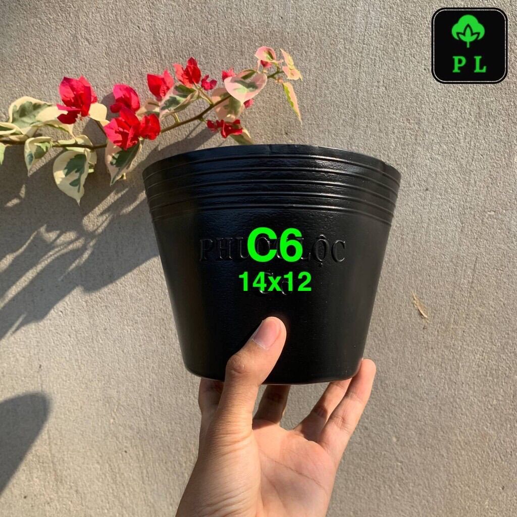 5 chậu trồng cây c6- chậu ươm giống