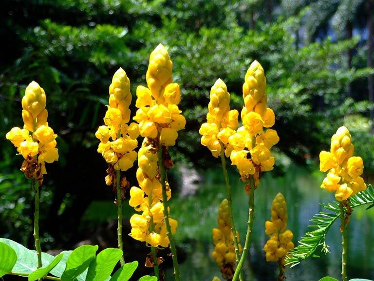 30 hạt giống cây muồng trâu