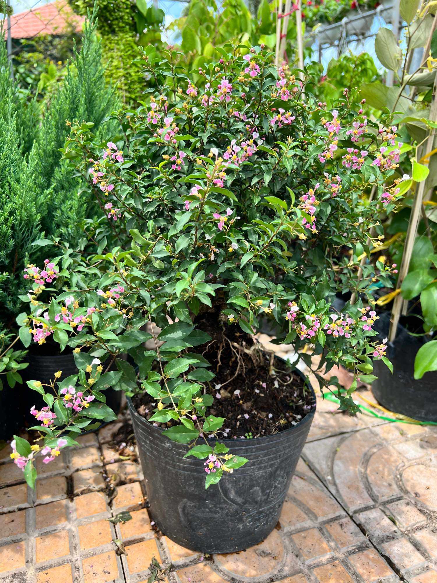 Hồng Ngọc Mai bonsai mini