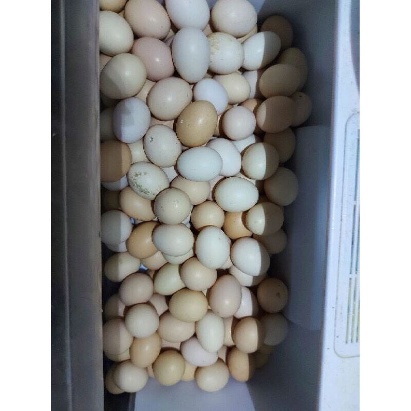 10 trứng gà thả Vườn sạch