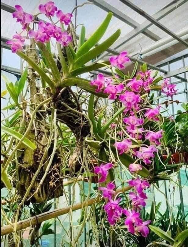 3 cây lan rừng quế tim, hoa thơm dễ trồng