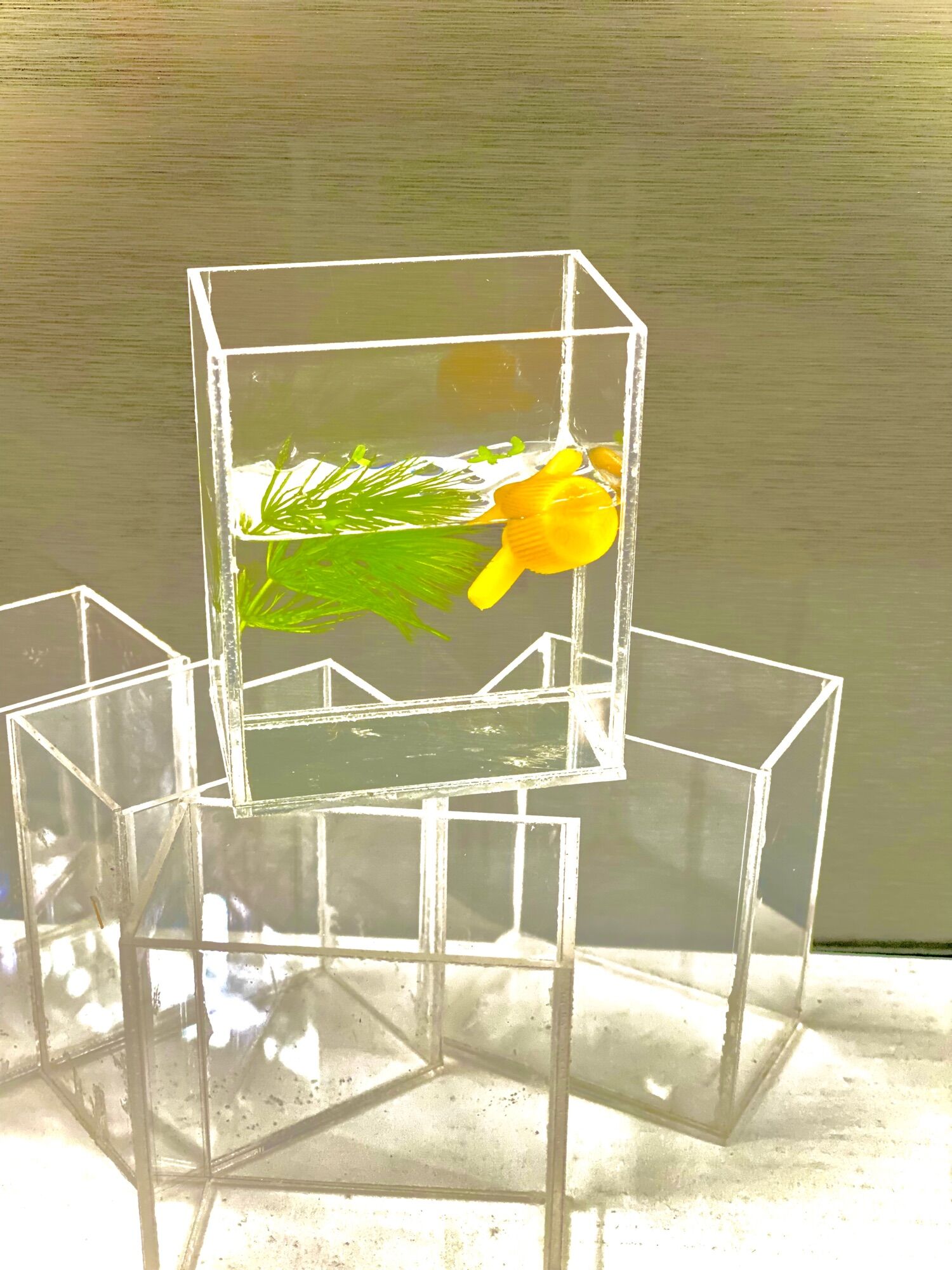 Hồ show cá guppy, betta Acrylic trong suốt