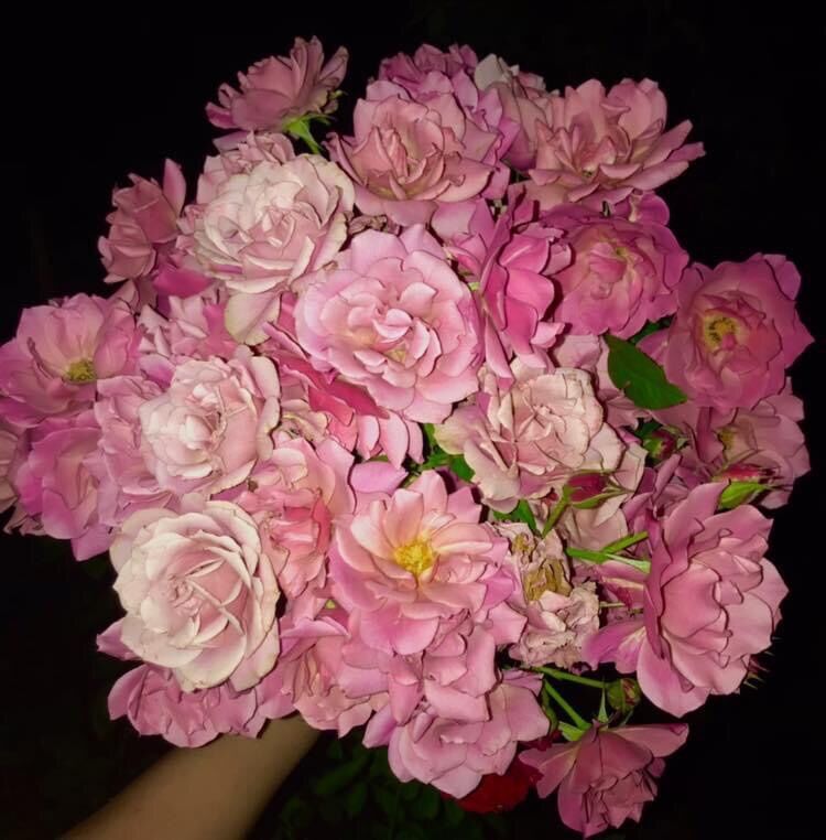 [HCM]Hoa hồng ngoại Aoi Rose