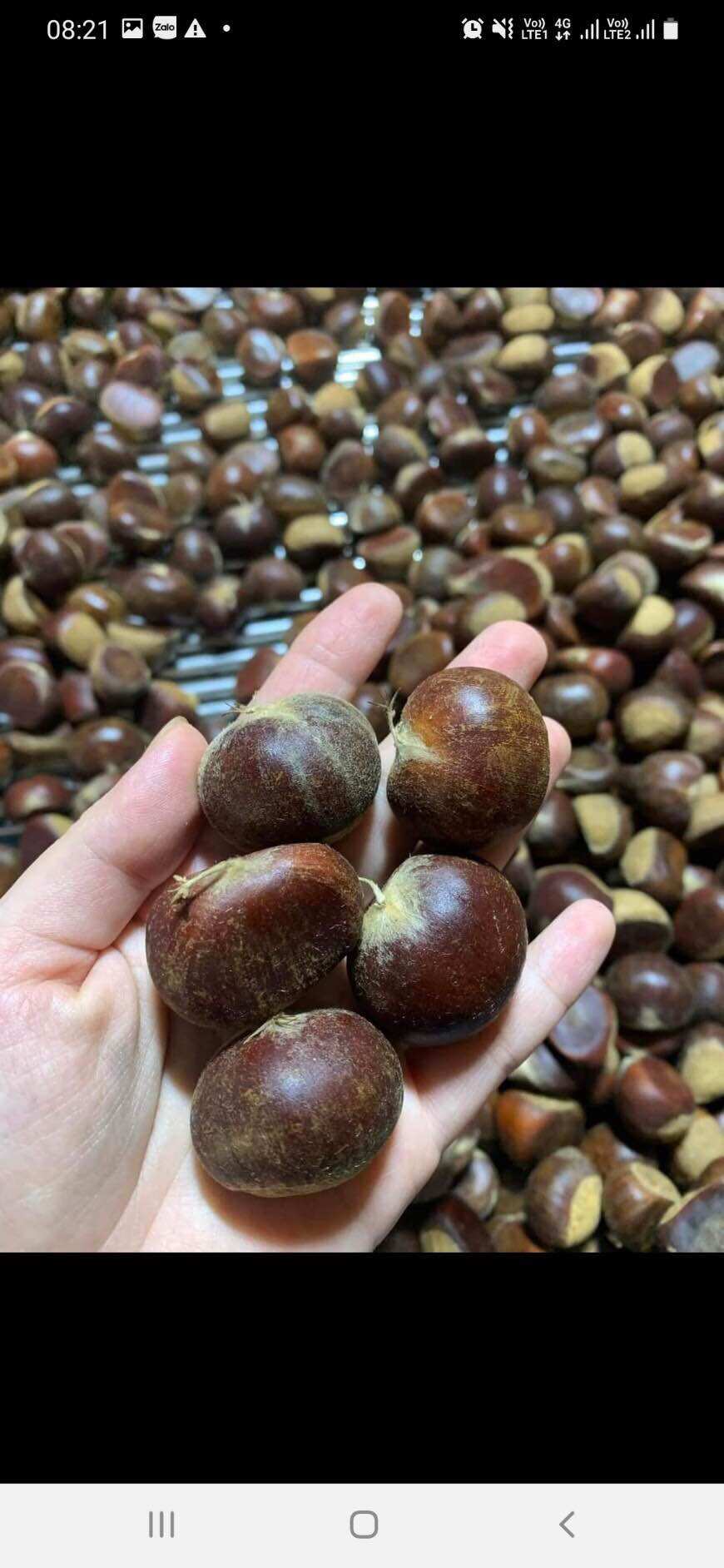 Hạt dẻ tươi Điện Biên 1kg