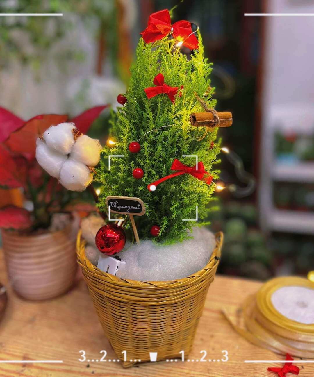 Quả bình bát phơi khô, 1 ký quả bình bát phơi khô