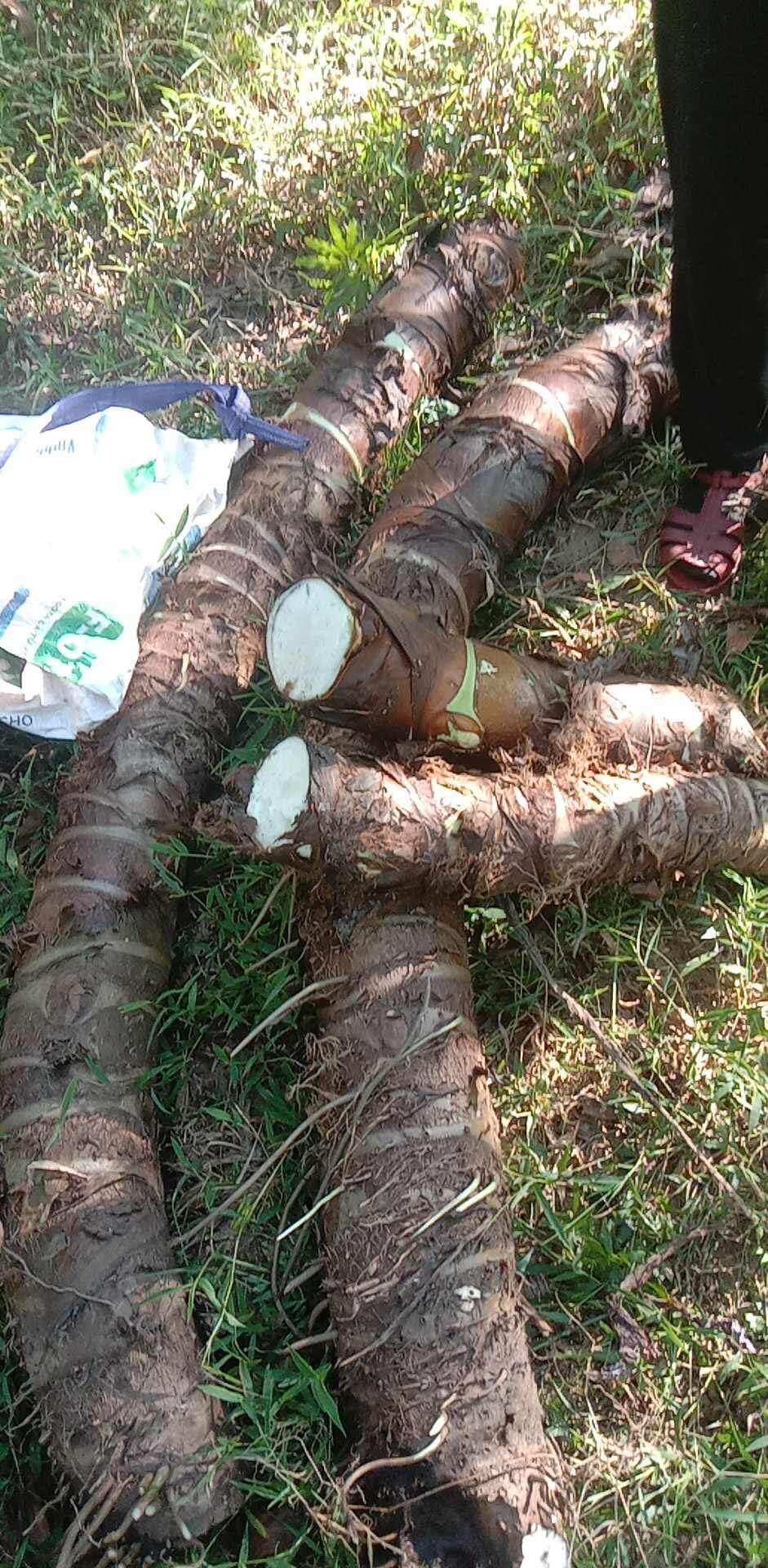 1 củ = 3kg bạc hà núi già lâu năm ở núi cấm an giang loại 1