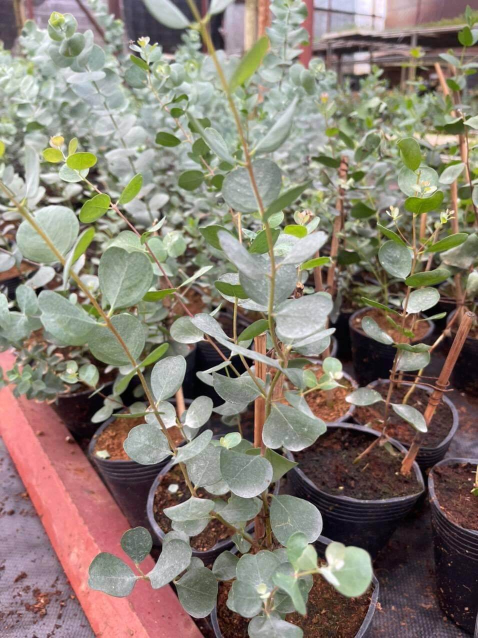 CÂY KHUYNH DIỆP - LÁ TIM ( WEBSTERIANA EUCALYPTUS)