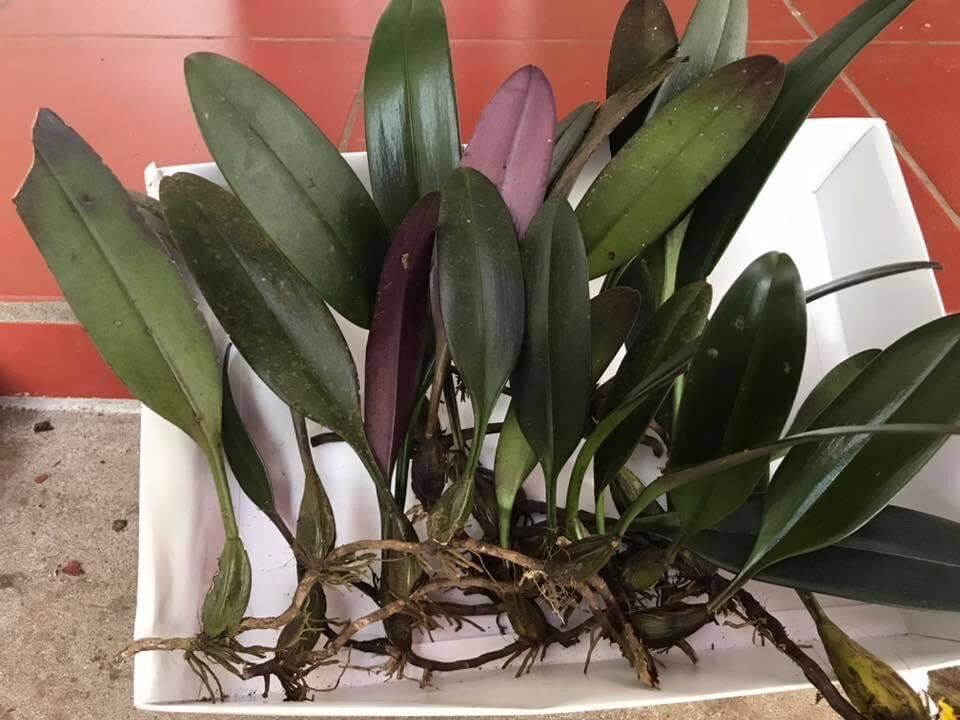 Hoa lan lọng xoè (bó 20 thân đủ màu) Hoa TếT
