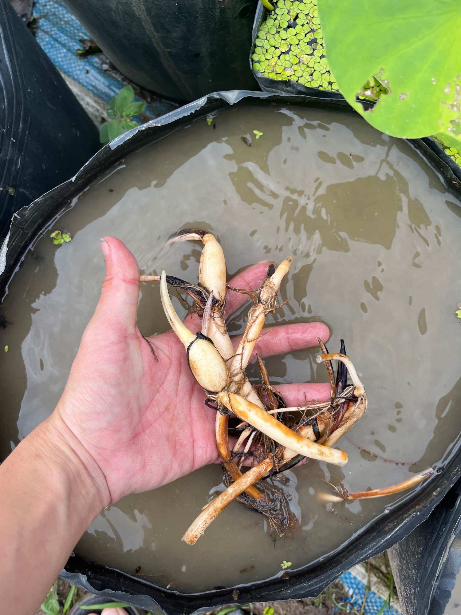 củ sen mini nhật