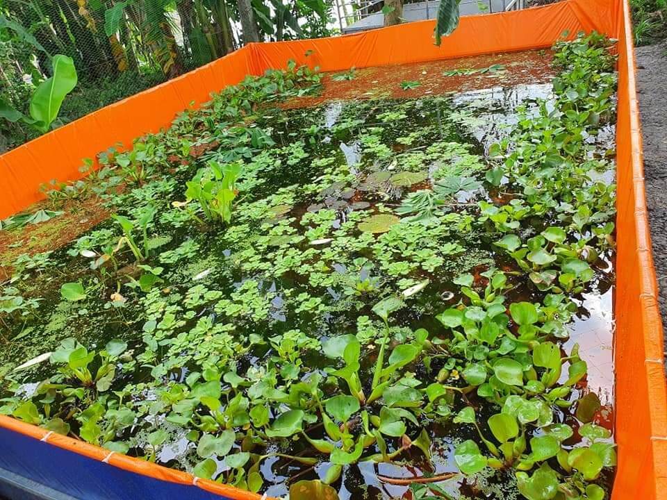 Bể bạt nuôi ốc , ếch , cá - loại 24m2 cao 1m