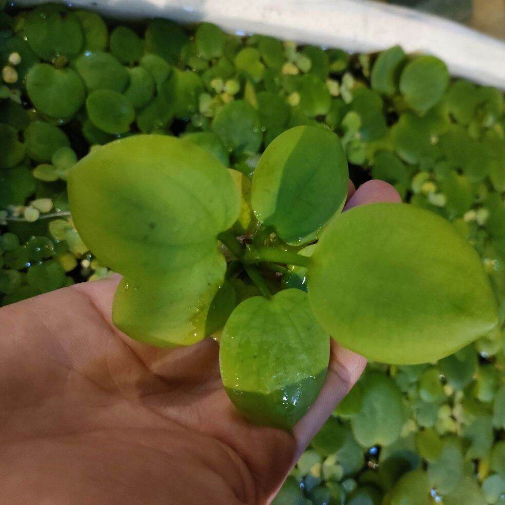 Bèo Nhật thủy sinh size to 5-10cm,