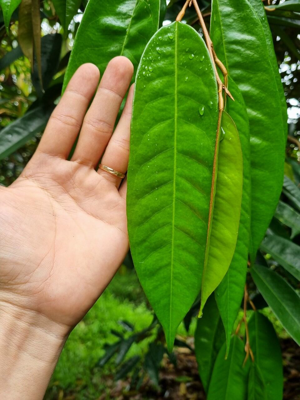 Phân bón hữu cơ Hydro mỹ xanh dạng nước 5lít