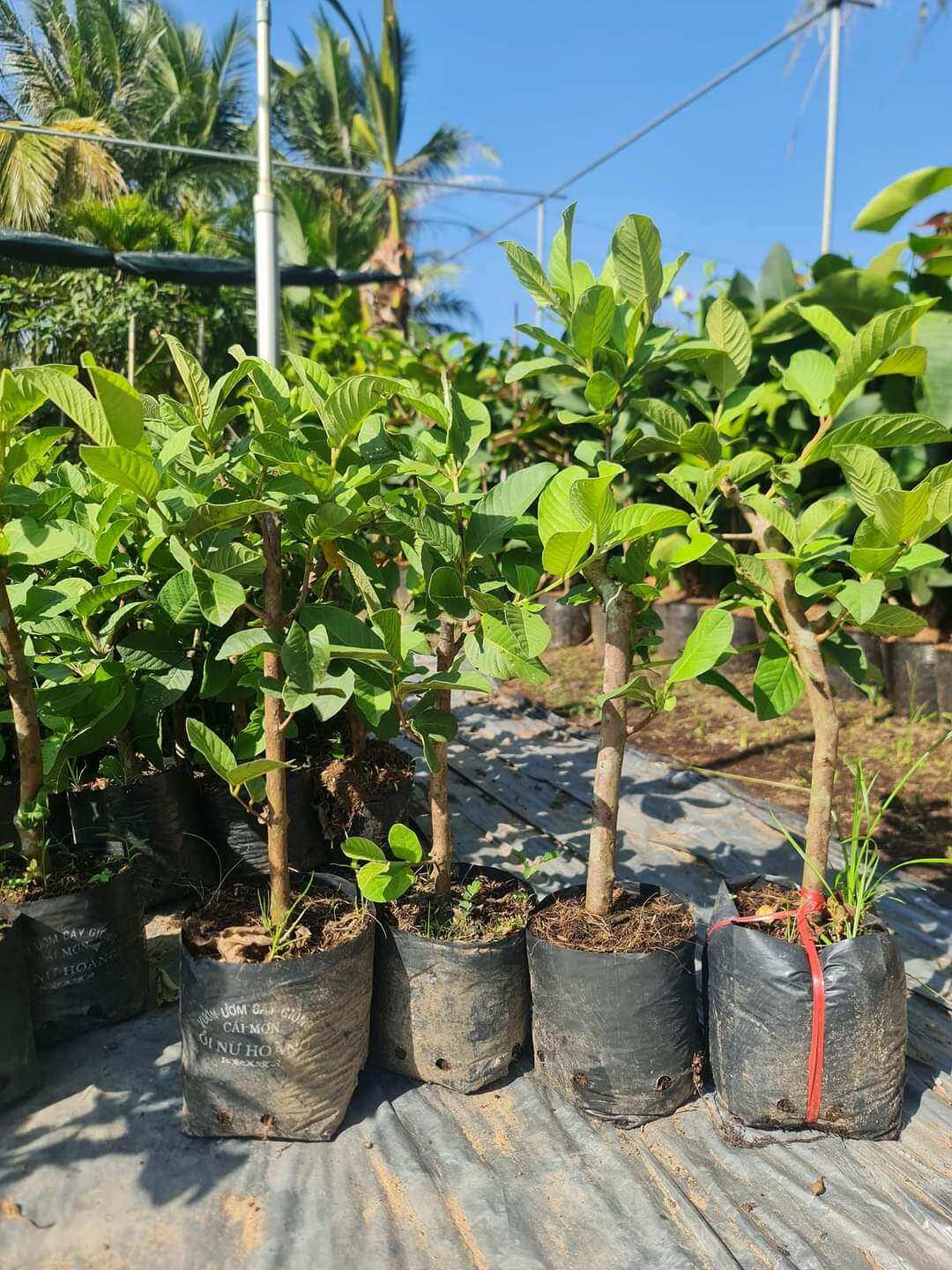 Queen Guava Tree