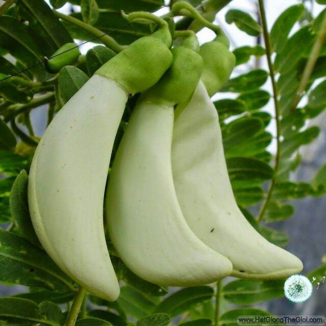 hạt giống BÔNG SO ĐŨA - gói 2gr