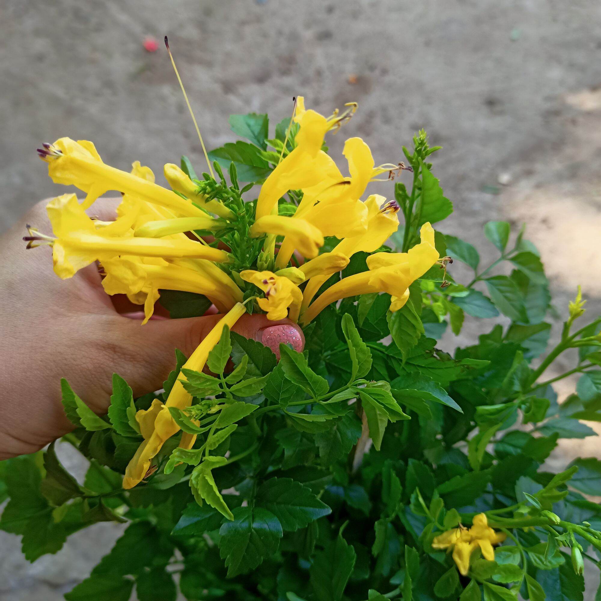 Chậu hoa Leo rạng đông đang nụ hoa màu vàng và cam