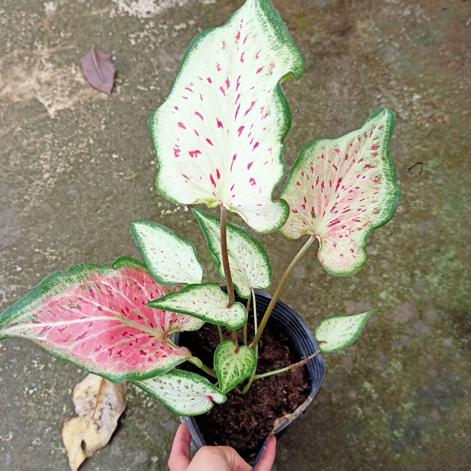 Cây môn dưa hấu - watermelon caladium