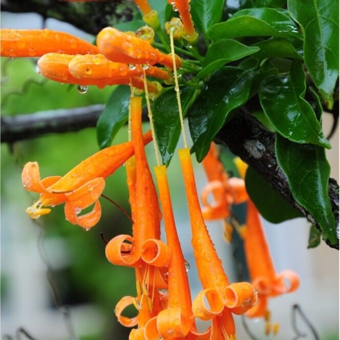 Cây giống hoa rạng đông cao 25-30cm
