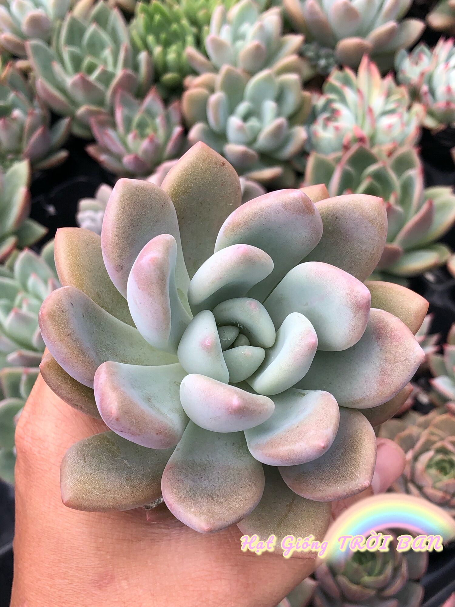 SEN ĐÁ Graptoveria “ OPALINA” ĐÀ LẠT😍Size 5-7Cm😍 XUẤT VƯỜN ĐÀ LẠT 😍 ĐÃ THUẦN KHÍ HẬU 🤑 SỐ LƯỢNG CÓ HẠN 🤫