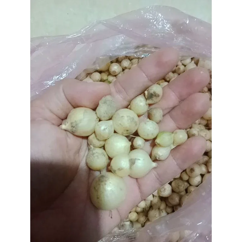 hành tăm( củ nén) loại to đẹp 1kg