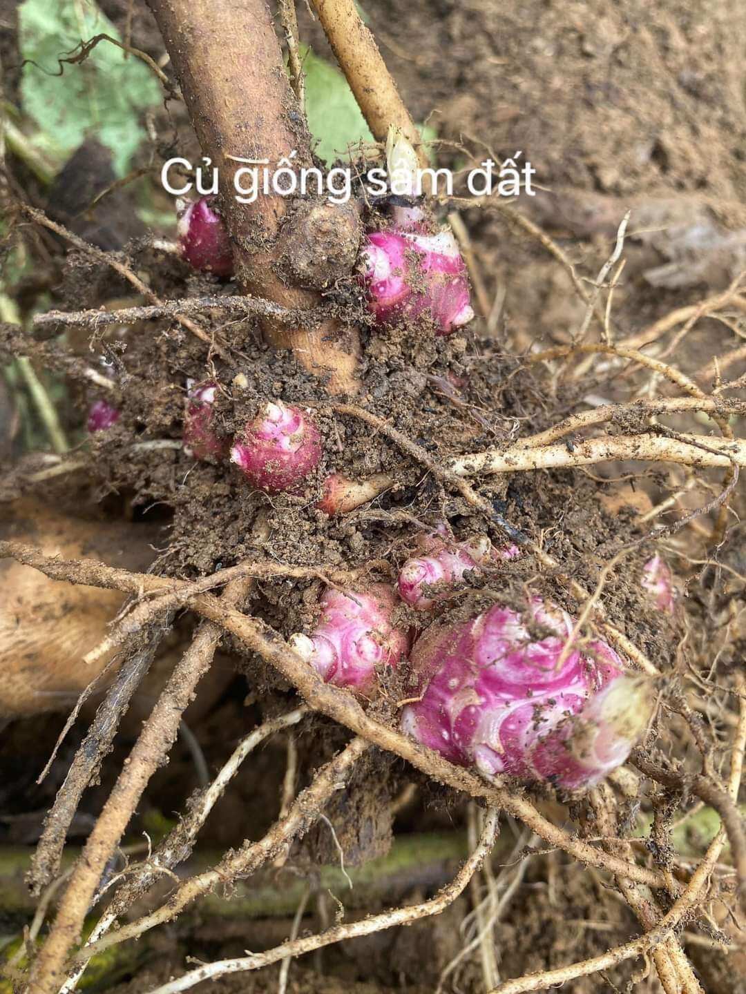 2 CỦ GIỐNG KHOAI SÂM Y TÝ CAO SẢN(12-15cùi)