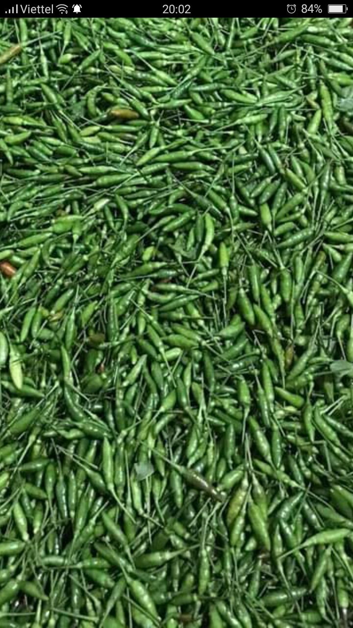 Ớt thóc xanh sóc tỏi muối ( bình 1kg giá 200k)