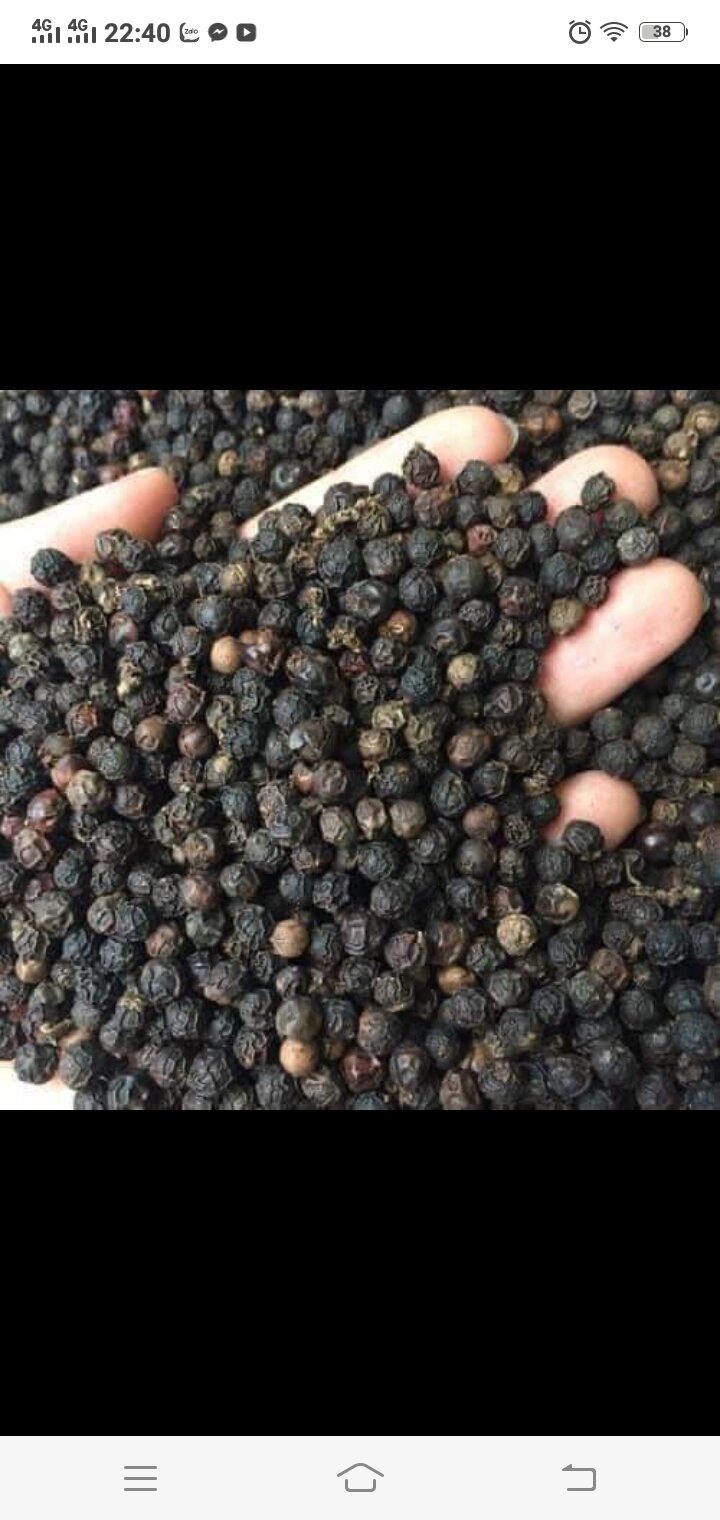 Tiêu hạt đăk lăk
