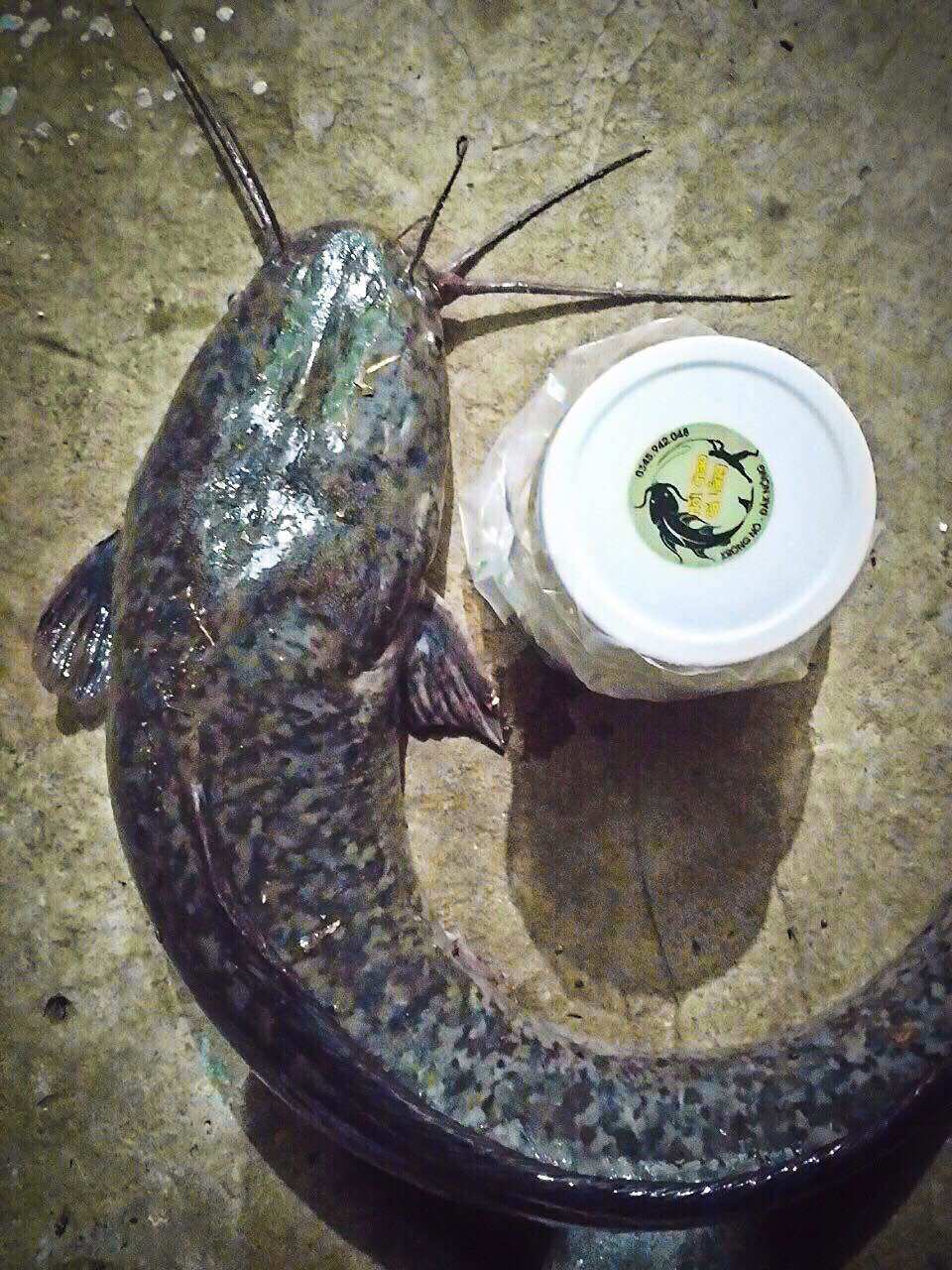 MỒI CHAO CÁ LĂNG CÁ DA TRƠN 500G