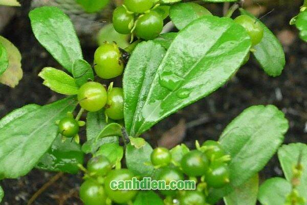 cây bùm sụm phơi khô 1kg