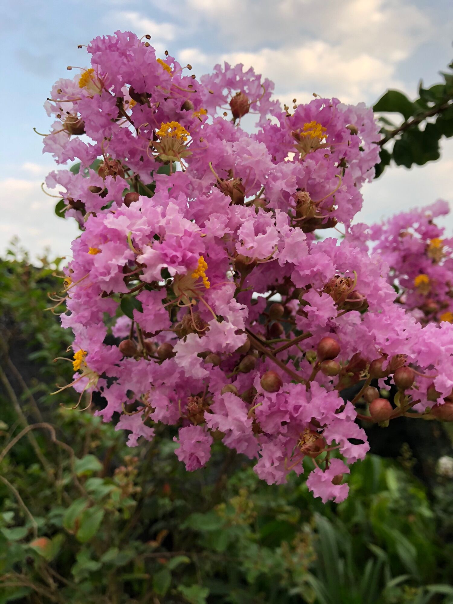 Cây hoa tường vi