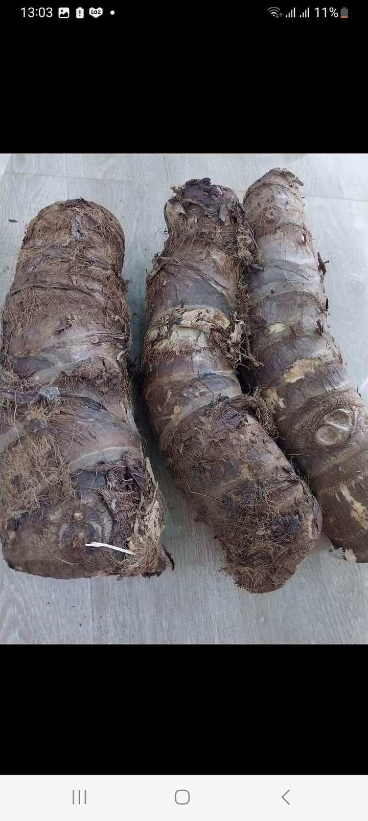 Củ Bạc Hà Núi chuẩn củ đào núi bao tươi mới 5kg