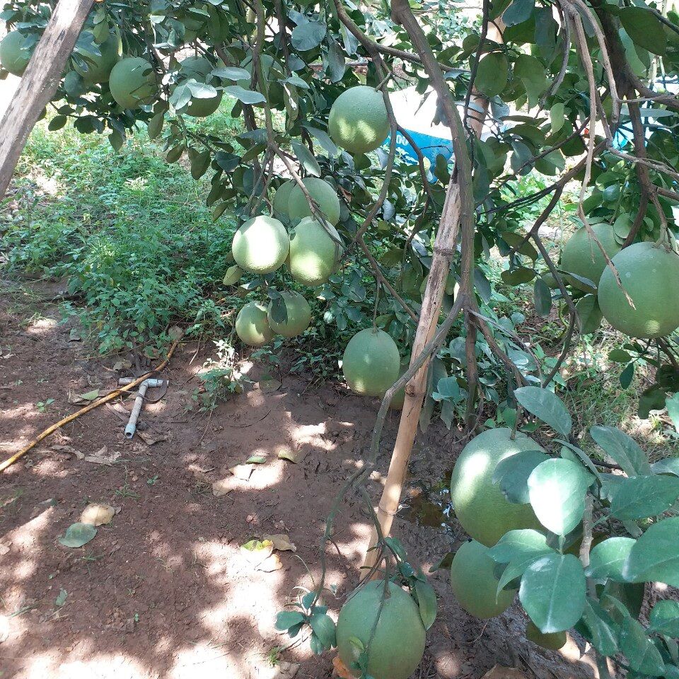 BƯỞI LÃO DA XANH BẾN TRE BAO ĂN.