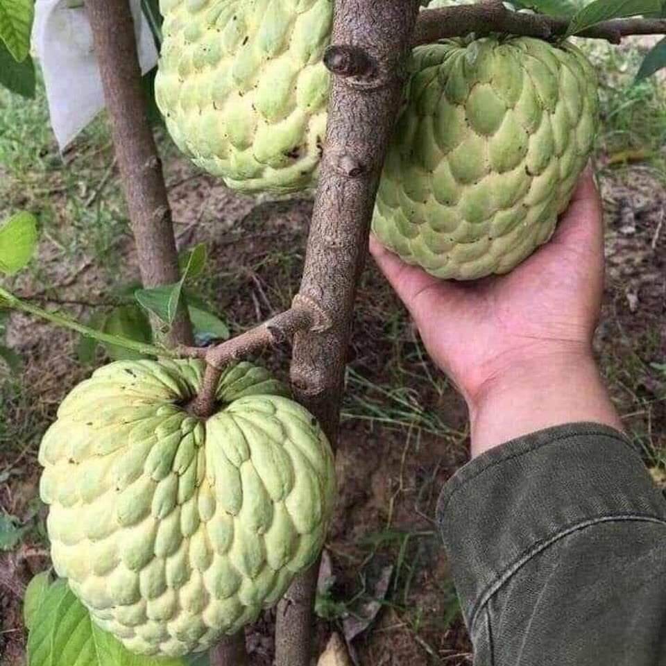 CÂY GIỐNG NA DAI THÁI LAN