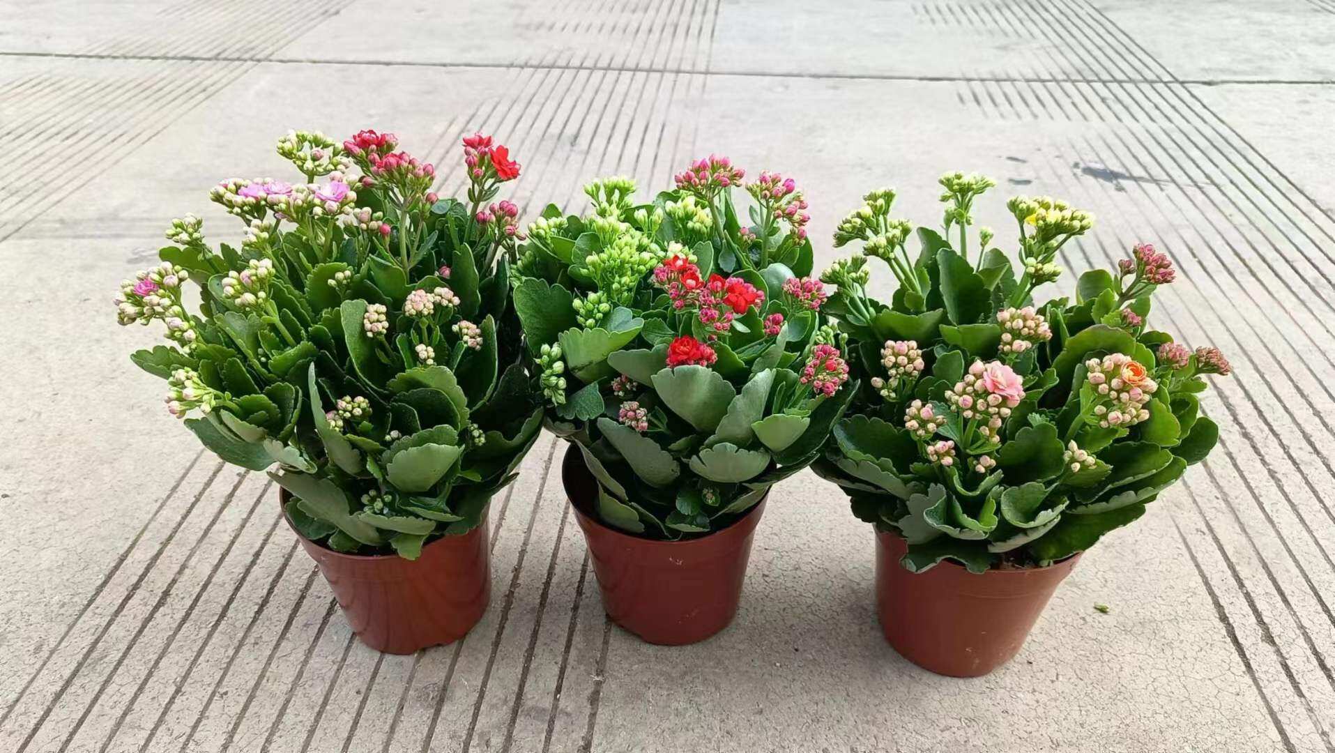 Cây sống đời kép hàng thuần khí hậu. 1 chậu có 3 màu. Cây đang nụ và hoa ạ.
