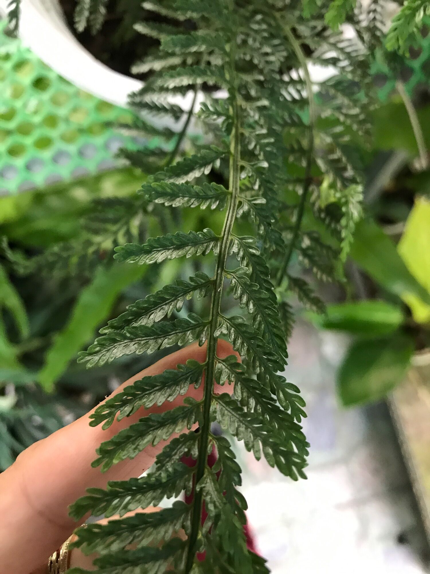 Chậu dương xỉ Pháp
