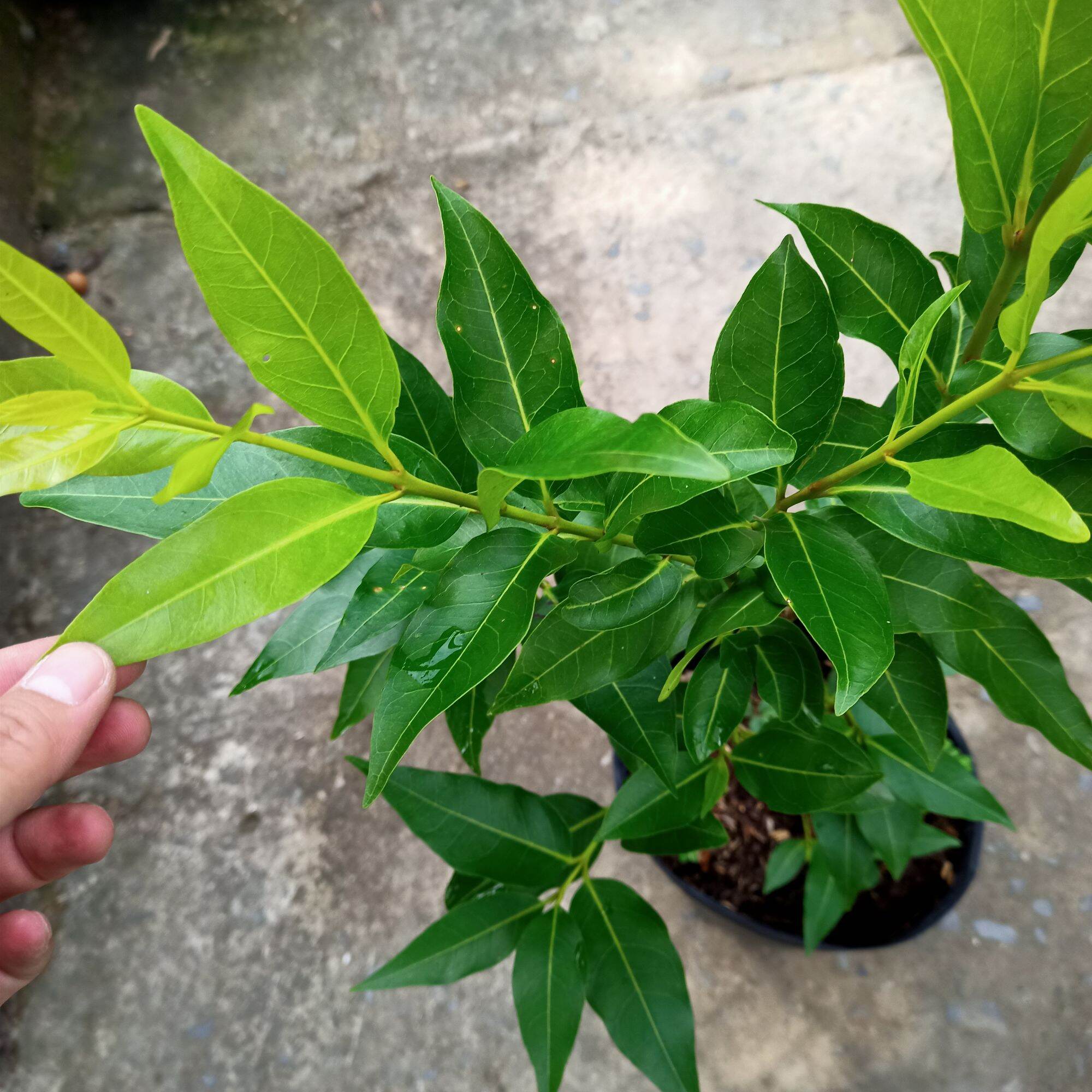 Cây lá vối nếp cao 45-60cm
