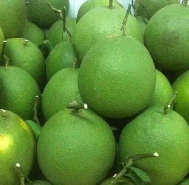Cây giống bưởi da xanh ruột hồng (1bầu cây cao 35cm)
