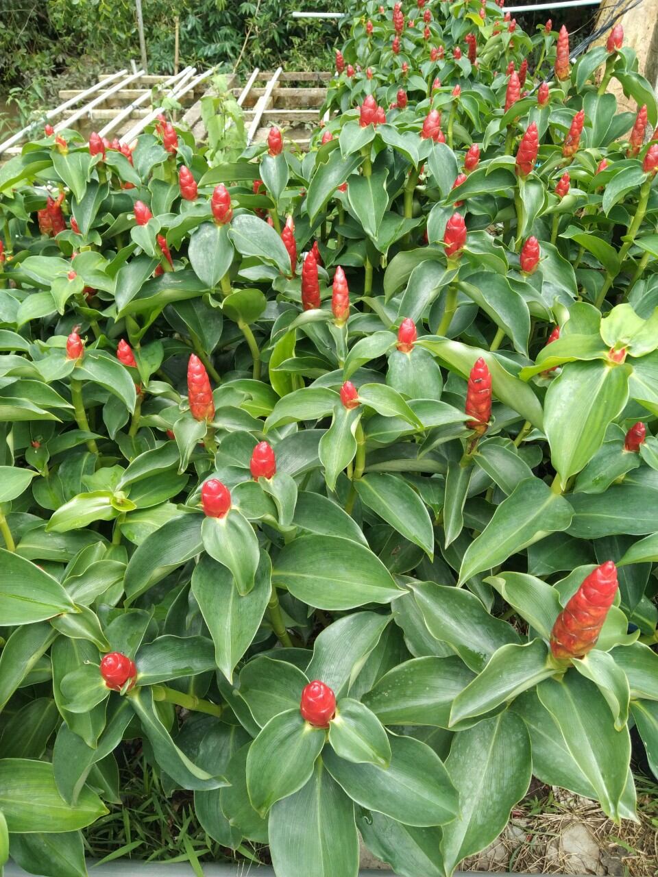 cây phúc lộc thọ
