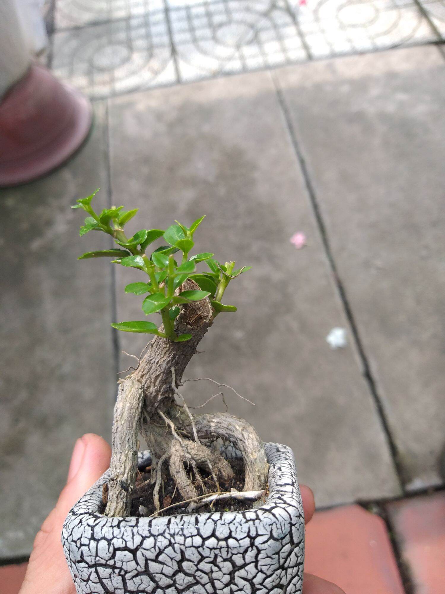 [HCM]Sam Hương mini Bonsai Có chậu