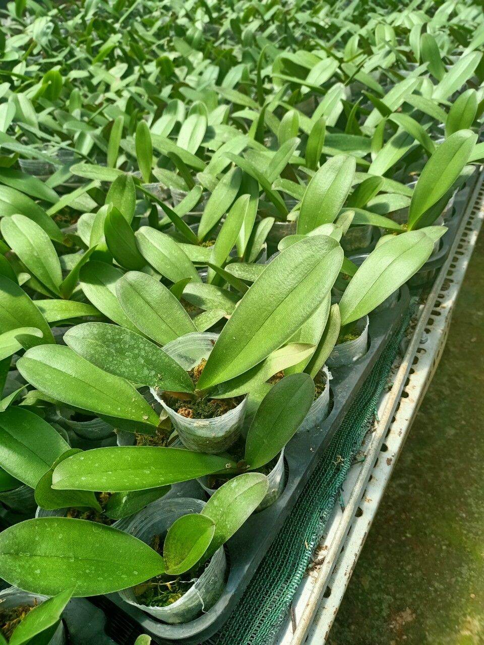 Lan hồ điệp giống