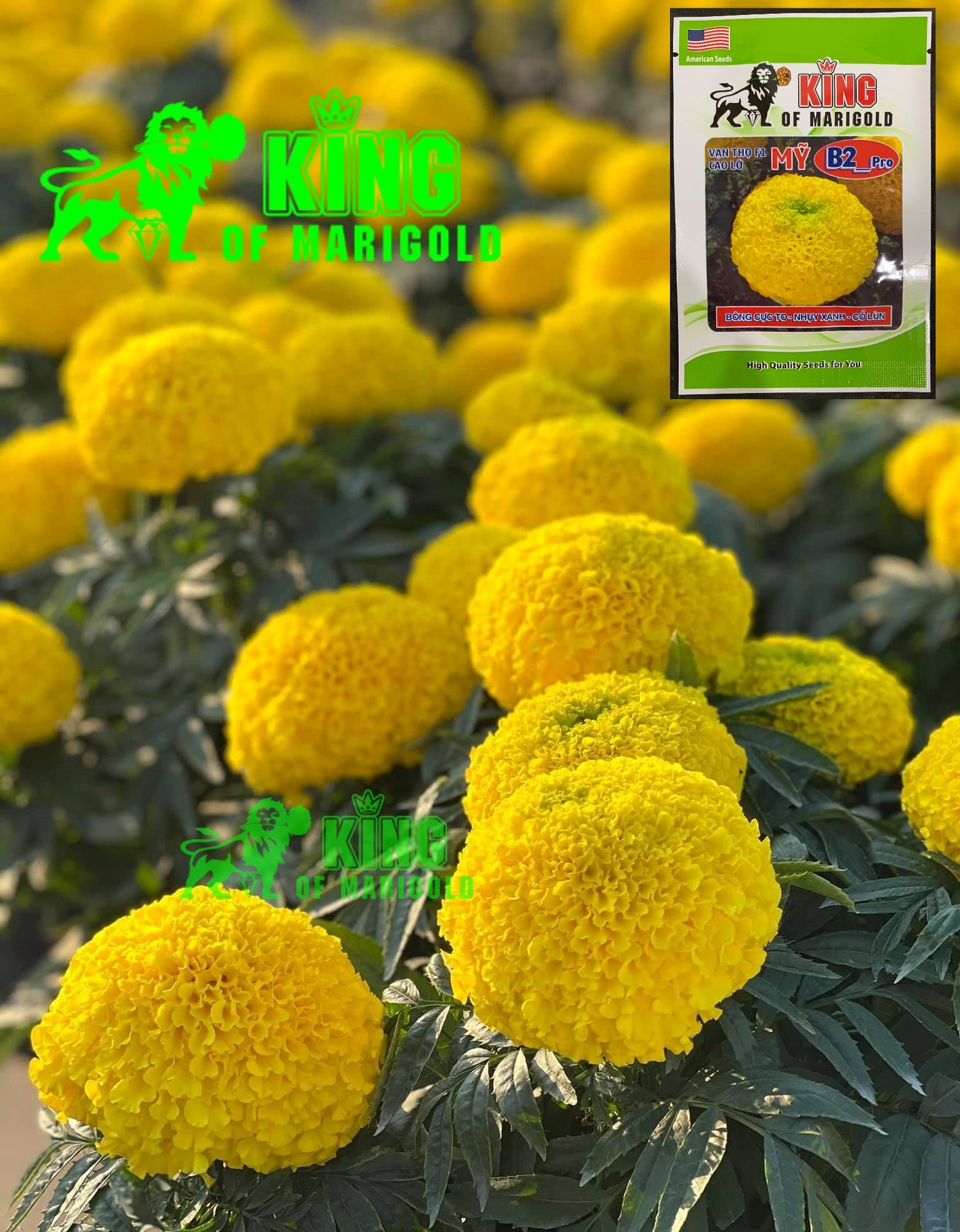 Hạt giống vạn thọ Mỹ B2 KING OF MARIGOLD