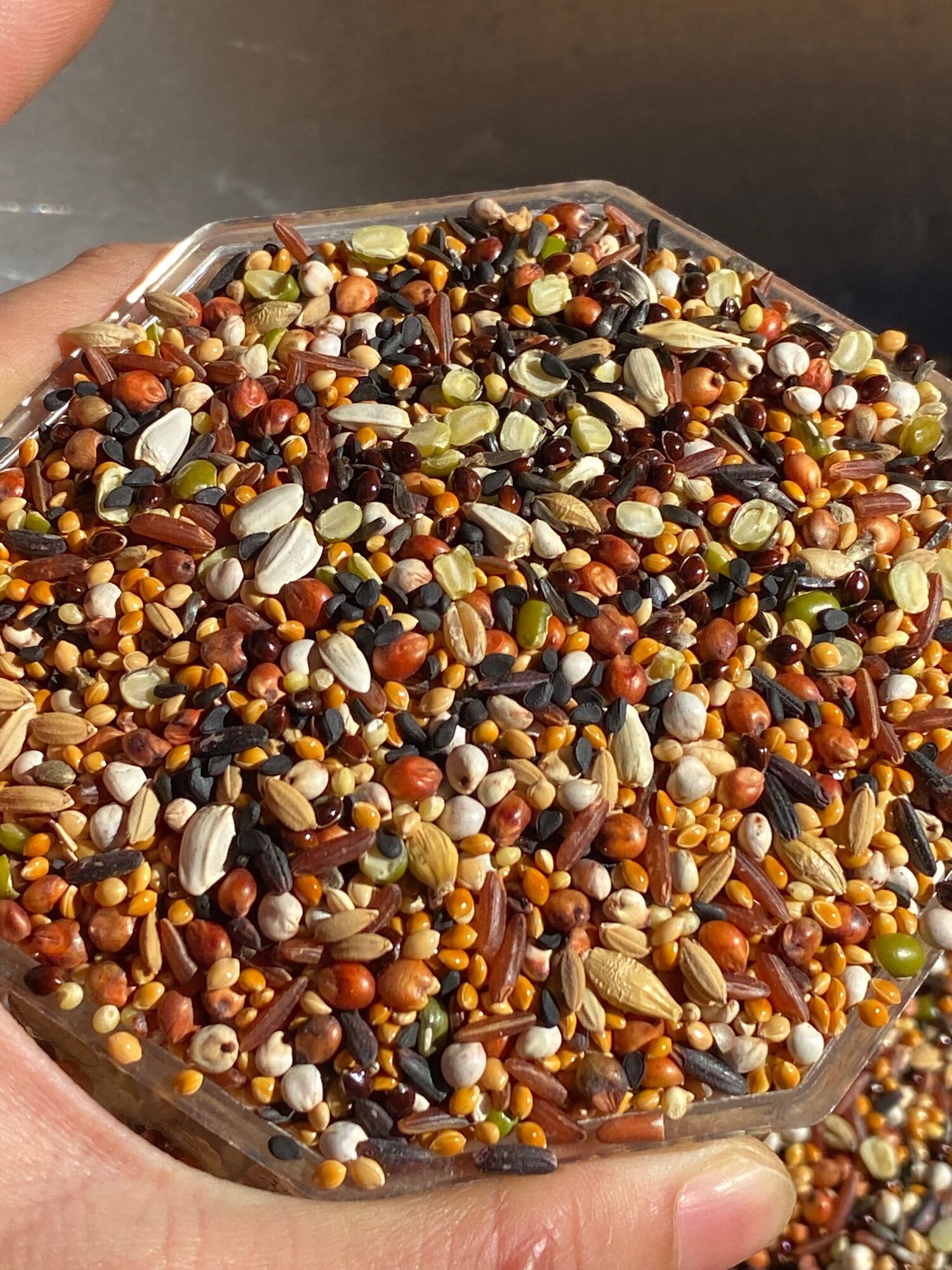 20 loại hạt k trộn bắp túi 1kg cho chim cu gáy  ngũ cốc cho chim cu gáy