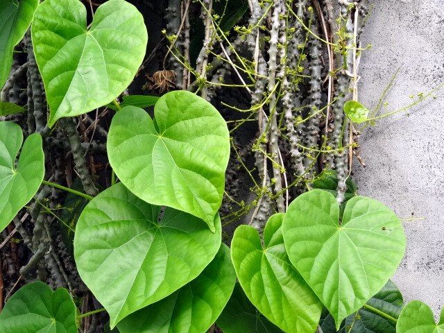 Cây giống dây đau xương