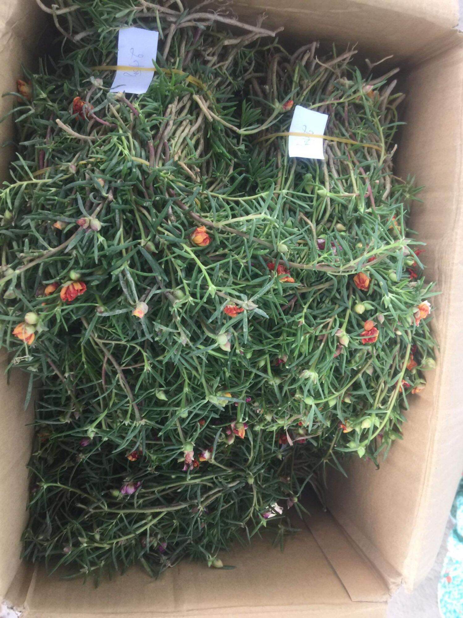 Cành mười giờ đỏ, vàng, trắng, tím 50 cành 30k