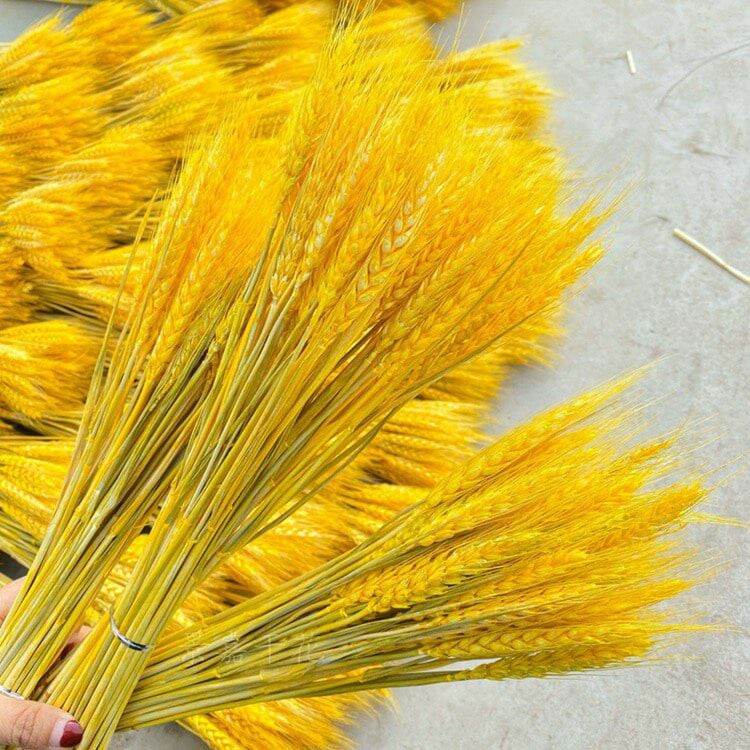 Bông lúa vàng Thần Tài bó 100 bông, hàng dài, đẹp